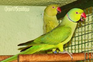 Ringnecks Verde