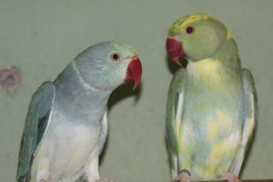 Ringnecked Turquoise e Cleartail Arlequim Verde